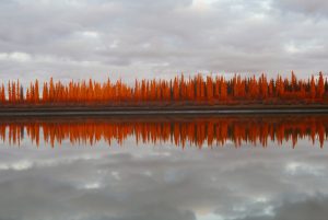 Spruce (8 X 10)