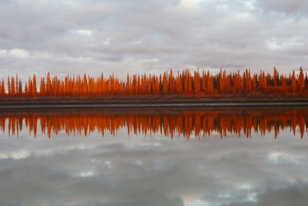 Spruce (8 X 10)