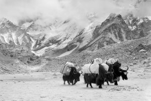 Yaks